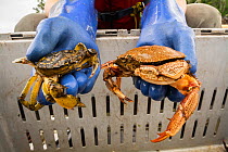 Comparison of the invasive European green crab (Carcinus maenas) on left to native Atlantic rock crab (Carcinus irroratus) on right. Kejimkujik Seaside National Park, Nova Scotia, Canada. July.