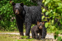 A female American black bear (Ursus americanus) and her young cub, Nova Scotia, Canada. July.