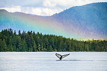 Humpback whale (Megaptera novaeangliae) and rainbow over the Great Bear Rainforest near Bella Bella, British Columbia, Canada. August