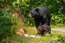 A female American black bear (Ursus americanus) and her young cub raiding a garbage bin in Nova Scotia, Canada. July.