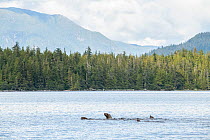 Steller&#39;s sea lions (Eumetopias jubatus) off the coast of the Great Bear Rainforest, near Bella Bella, British Columbia, Canada. August