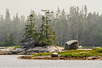 View of coastal saltmarsh and estuary in Kejimkujik Seaside National Park, Nova Scotia, Canada. July 2018