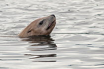 Steller&#39;s sea lion (Eumetopias jubatus) off the coast of the Great Bear Rainforest, near Bella Bella, British Columbia, Canada. August