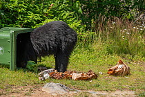 A female American black bear (Ursus americanus) raiding a garbage bin in Nova Scotia, Canada. July.