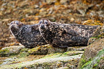 Harbour seals (Phoca vitulina) resting on rocks at low tide in the Great Bear Rainforest, near Bella Bella, British Columbia, Canada. August