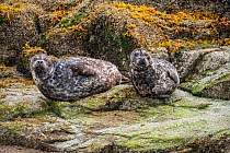 Harbour seals (Phoca vitulina) resting on rocks at low tide in the Great Bear Rainforest, near Bella Bella, British Columbia, Canada. September