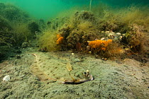 A winter flounder (Pseudopleuronectes americanus) camoflages against the seafloor off Nova Scotia, Canada. July.