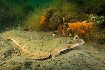 A winter flounder (Pseudopleuronectes americanus) camouflaged against the seabed off Nova Scotia, Canada. July.
