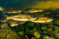 Pink salmon (Oncorhynchus gorbuscha) migrating up a river in the Great Bear Rainforest near Bella Bella, British Columbia, Canada. September