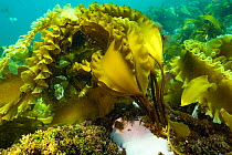 Sugar kelp (Sacchinaria latissima) off Nova Scotia, Canada. September