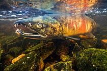 Chum salmon male (Oncorhynchus keta) migrating up a small river near Bella Bella, British Columbia, Canada. September.