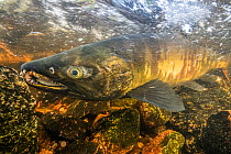 Chum salmon male (Oncorhynchus keta) migrating to spawn in a small river. Eggs visible near bottom of frame. Bella Bella, British Columbia, Canada. September.