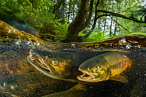 Chum salmon (Oncorhynchus keta) migrating to spawn in a small river near Bella Bella, British Columbia, Canada. September.