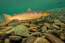 Atlantic salmon (Salmo salar) male over spawning gravel Quebec, Canada. October.