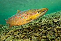 Atlantic salmon (Salmo salar) male over spawning gravel Quebec, Canada. October.