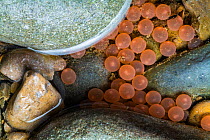 The eggs of Atlantic salmon (Salmo salar) deposited in river. Quebec, Canada. October 2018.