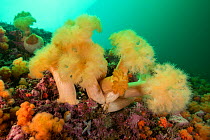 A group of frilled anemones (Metridium senile) off Bonaventure Island in the Gulf of Saint Lawrence, Quebec, Canada. September.