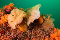 A group of frilled anemones (Metridium senile) and various invertebrates growing off Bonaventure Island in the Gulf of Saint Lawrence, Quebec, Canada. September.