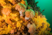 Frilled anemones (Metridium senile) growing amonst sponges off Bonaventure Island in the Gulf of Saint Lawrence, Quebec, Canada. September.