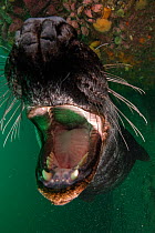 Grey seal (Halichoerus grypus) opening mouth off Bonaventure Island, Gulf of Saint Lawrence, Quebec, Canada. September.