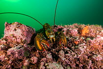 America lobster (Homarus americanus) off Bonaventure Island, Gulf of Saint Lawrence, Quebec, Canada. September.