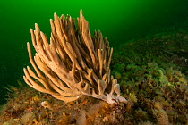 Finger sponge (Isodictya sp.) growing in the depths off Bonaventure Island, Quebec, Gulf of Saint Lawrence, Canada. September.