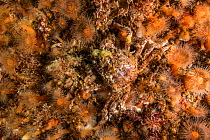 A common spider crab, (Libinia emarginata) camoflages among a group of frilled anemones (Metridium senile) off Bonaventure Island in the Guld of Saint Lawrence, Quebec, Canada. September.