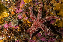 A common sea star (Asterias rubens) mixes with the benthic lsea life life off Bonaventure Island, Gulf of Saint Lawrence, Quebec, Canada. September.