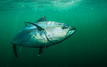 Atlantic bluefin tuna (Thunnus thynnus) off Antigonish, Nova Scotia, Canada. October .