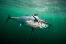 Atlantic bluefin tuna (Thunnus thynnus) off Antigonish, Nova Scotia, Canada. October .