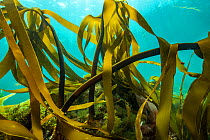 Oarweed kelp (Laminaria digitata) off Nova Scotia, Canada. September