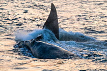 North Atlantic right whales (Eubalaena glacialis) at surface, active group comprised of one female and a number of males competing with each other in order to mate with her. Gulf of Saint Lawrence, Ca...
