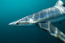 Blue shark (Prionace glauca) off Halifax, Nova Scotia, Canada. July.