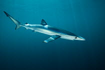 Blue shark (Prionace glauca) off Halifax, Nova Scotia, Canada. July.