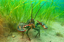 American lobster (Homarus americana) in eelgrass (Zostera marina). Nova Scotia, Canada. July