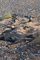 Black plastic mat, put in sand dunes to stabilize sand dunes. Rhosilli Beach, Gower, South Wales, UK, December.