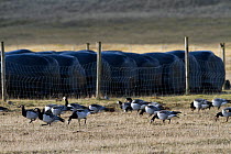 Barnacle Geese (Branta leucopsis) on machair. North Uist, Outer Hebrides, Scotland, UK, March.