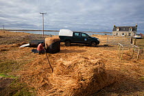 Jamie Boyle RSPB warden for the Uistsputting out Black oat and Rye grass sileage for winter feed for declining Corn Buntings (Miliaria calandra) North Uist, Outer Hebrides, Scotland, UK, March.