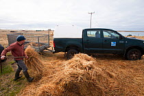 Jamie Boyle RSPB warden for the Uists, putting out Black oat and Rye grass sileage for winter feed for declining Corn Buntings (Miliaria calandra) North Uist, Outer Hebrides, Scotland, UK, March.