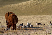 Greylag goose (Anser anser) grazing amongst cattle on machair, Berneray, Outer Hebrides, Scotland, UK, March.
