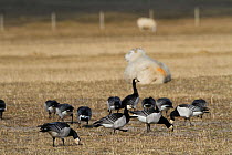 Barnacle Geese (Branta leucopsis) and sheep on machair. Berneray, Scotland, Outer Hebrides, UK, March.