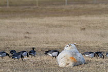 Barnacle Geese (Branta leucopsis) and sheep on machair. Berneray, Outer Hebrides, Scotland, UK, March.