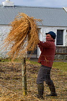 Jamie Boyle, RSPB warden for the Uists putting out black oat and rye grass silage. Winter feed for declining corn buntings (Miliaria calandra), Balranald Nature Reserve, North Uist, Outer Hebrides, Sc...