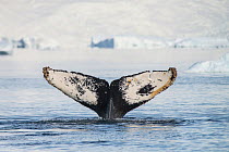 Humpback whale (Megaptera novaeangliae) fluke Antarctic Peninsula, Antarctica.