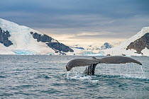 Humpback whale (Megaptera novaeangliae) diving, tail fluke, Antarctic Peninsula, Antarctica.