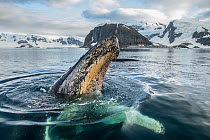 Humpback whale (Megaptera novaeangliae) spyhoping, Antarctic Peninsula, Antarctica.