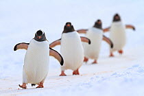 Gentoo penguins (Pygoscelis papua) walking in line, returning to nesting area, Port Charcot, Antarctic Peninsula, Antarctica.