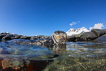 Weddell seal (Leptonychotes weddellii), Antarctic Peninsula, Antarctica.