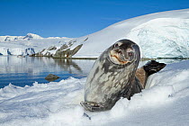 Weddell seal (Leptonychotes weddellii) hauled out on ice,  Antarctic Peninsula, Antarctica.