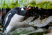 Gentoo penguin (Pygoscelis papua) drinking water from melting ice, Antarctic Peninsula, Antarctica.